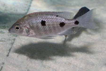 Copadichromis parvus 'Meluluca'